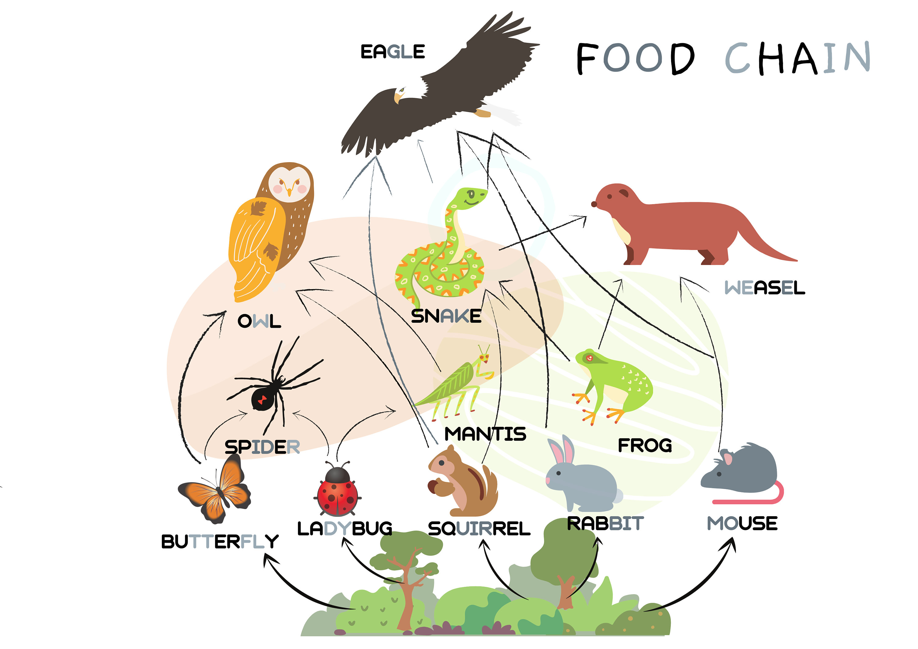 Food Chain poster Ecosystem poster Educational Poster Biology Diagrams