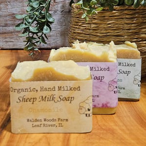 Könnte beinhalten: Drei Seifenstücke aus Bio-Schafmilch mit Etiketten. Auf dem vorderen Etikett steht "Organic, Hand Milked Sheep Milk Soap Chamomile Walden Woods Farm Leaf River, IL." Auf den anderen Etiketten steht "Milked Soap" und eine Schafillustration.