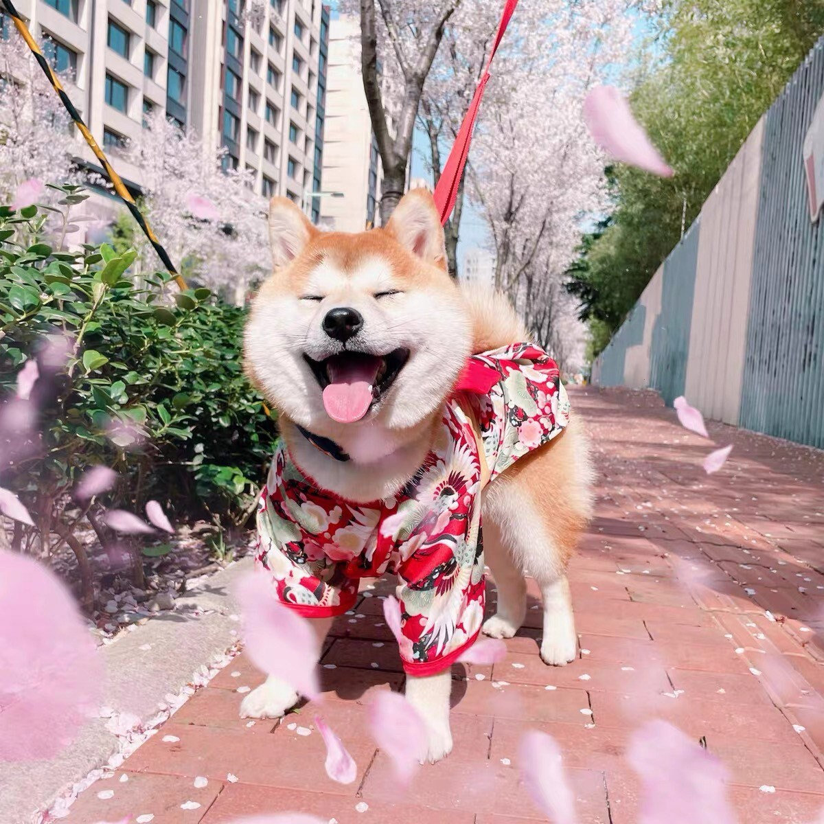 Shiba Dress 