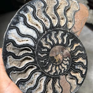Könnte beinhalten: Ein poliertes Ammonitenfossil mit einer spiralförmigen Schale und komplexen, gewellten schwarzen Nahtlinien. Die inneren Kammern sind mit texturierten, hellen Mineralablagerungen gefüllt, die einen Kontrast zu den dunklen, definierten Außenrändern bilden.