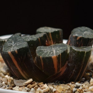 Plant-contains pot - Haworthia Maughanii Variegata