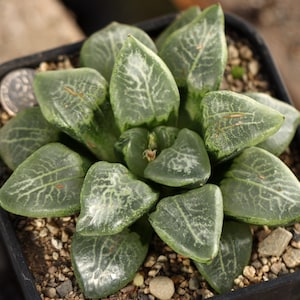 Plant-contains pot -Haworthia Comptoniana