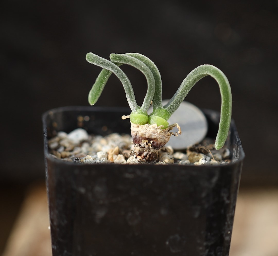 Plant Monilaria Obconica Etsy