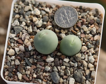 plant-Conophytum calculus full pot