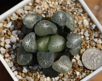 Plant-contains pot - Haworthia Maughanii