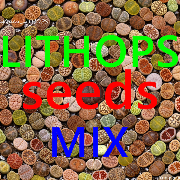 SEEDS- Lithops Color living stones MIX 100 seeds