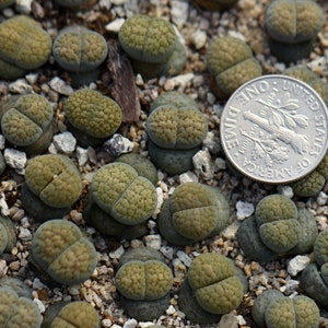 Plant-1 Lithops verruculosa 'Rose of Texas' image 2