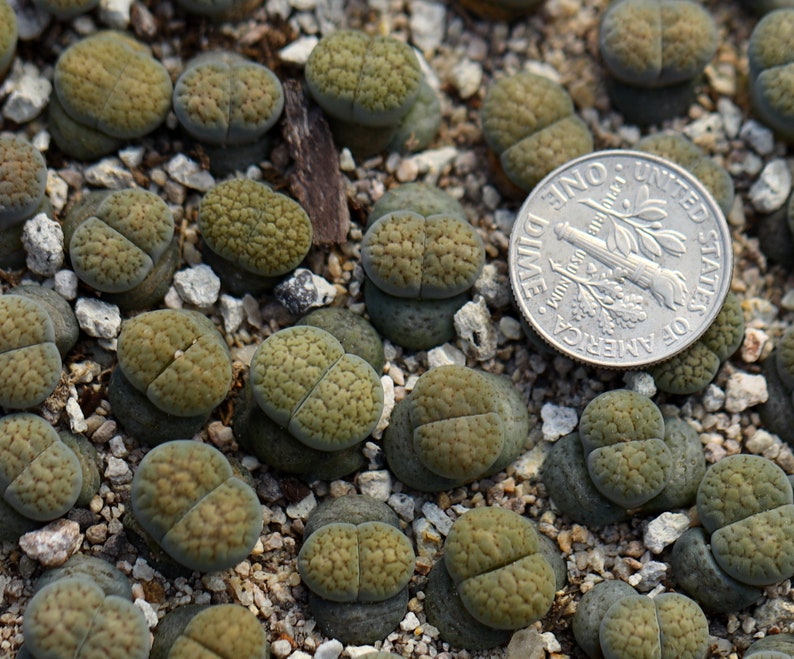 Plant-1 Lithops verruculosa 'Rose of Texas' image 2