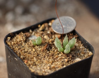 Real Plants, Bulbine Lolita - Etsy