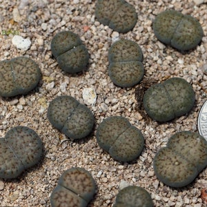 Plant-1 Lithops verruculosa 'Rose of Texas' image 3