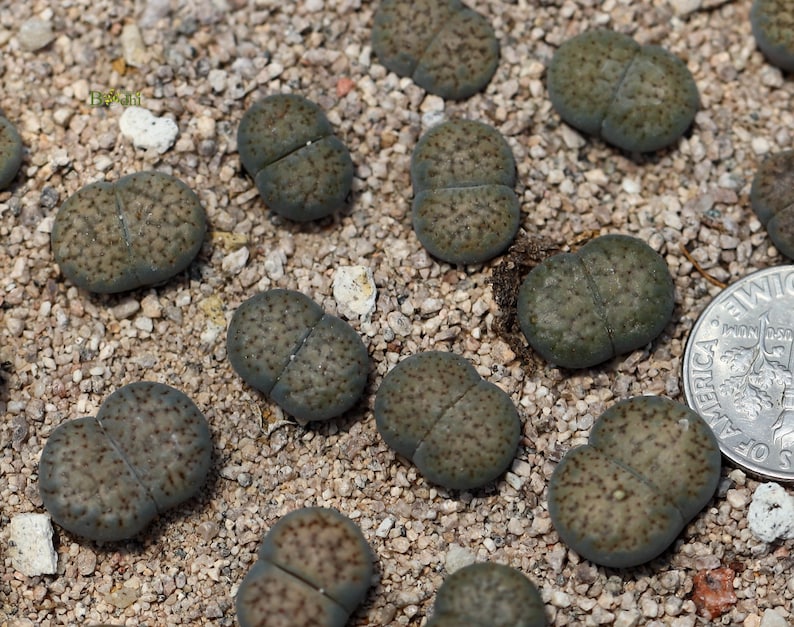 Plant-1 Lithops verruculosa 'Rose of Texas' image 3