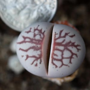 Planta - diinteranthus vanzylii (líneas rojas)