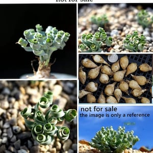 Plant -one- Albuca concordiana（Dormant, without leaves）