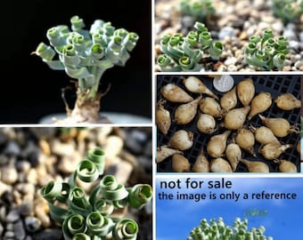 Plant -one- Albuca concordiana （Dormant in summer, leafless）