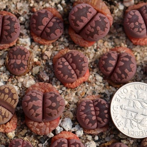 Plant-1- Lithops otzeniana &#39;Cesky Granat&#39;
