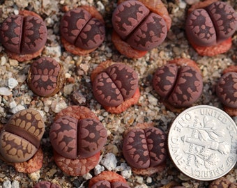 Plant-1- Lithops otzeniana 'Cesky Granat'