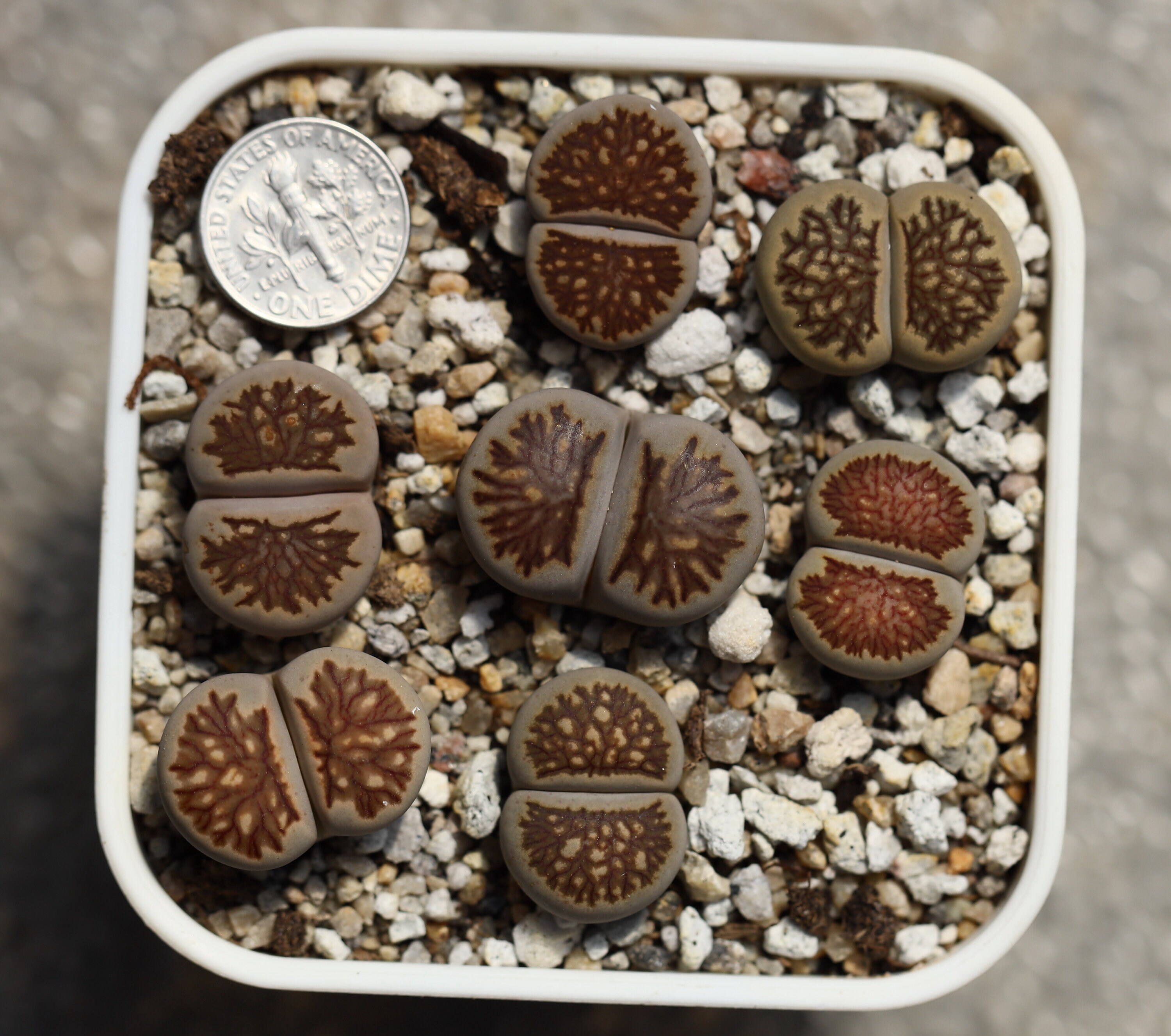 Plants 7 full pot Lithops Julii kikukaseki Etsy