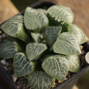 Plant-contains pot- Haworthia comptoniana