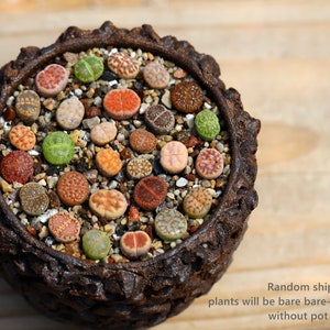 Plants-Lithops 5/10/20 MIX Random0.4 inch Colourful Gift Living Stone image 4