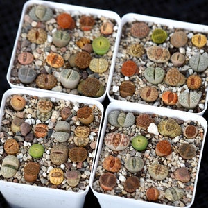 Plants-Lithops 5/10/20 MIX Random0.4 inch Colourful Gift Living Stone image 6