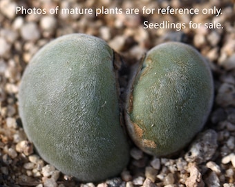 Planta -una- Muiria hortenseae
