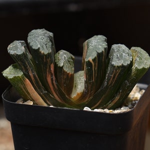 Plant-contains pot - Haworthia  truncata  Variegata