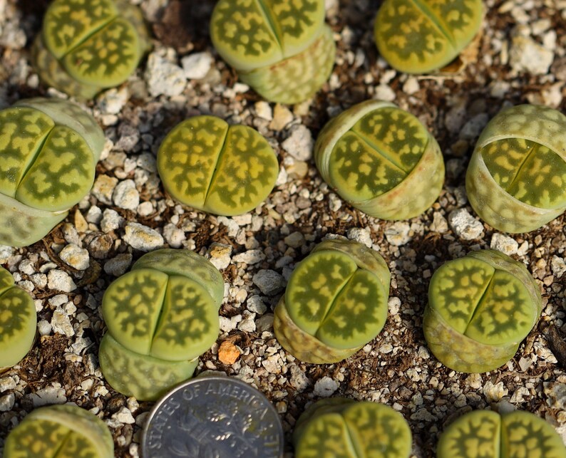 Plant-1 Lithops karasmontana Lerichegreen image 4