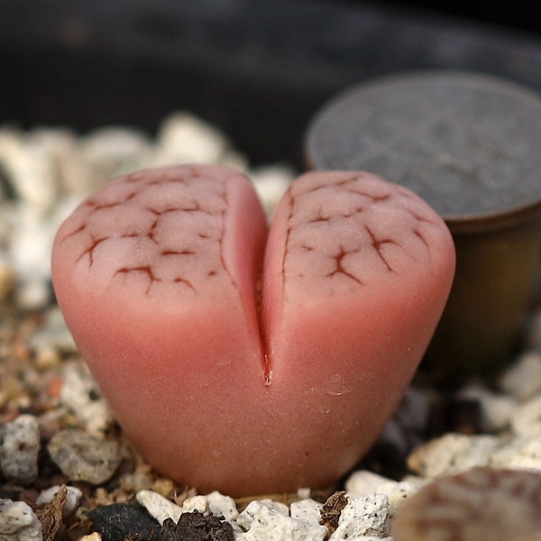 Planta- Lithops gracilidelineata “rosa”