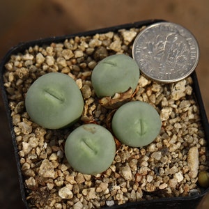 Conophytum Pageae 'subrisum' SEEDS - Etsy