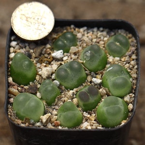 Plant-Full pot Conophytum ratum SH1200 image 1