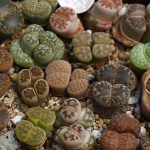 Planten-willekeurig-dubbele kop Lithops