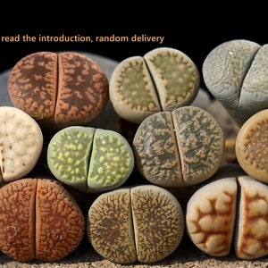 Plants-Lithops 5/10 planten MIX Willekeurige (0,7 inch) Living Stone bloei