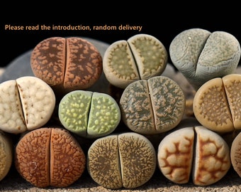 Plants-Lithops 5/10 plants MIX Random (0.7 inch) Living Stone flowering