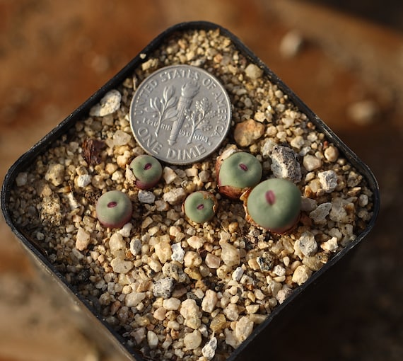 コノフィツム pageae PV1380 Plant -5- Conophytum Pageae Full Pot