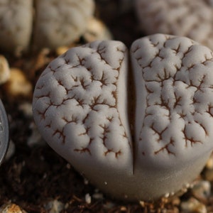 Plant Lithops gracilidelineata C189 image 3