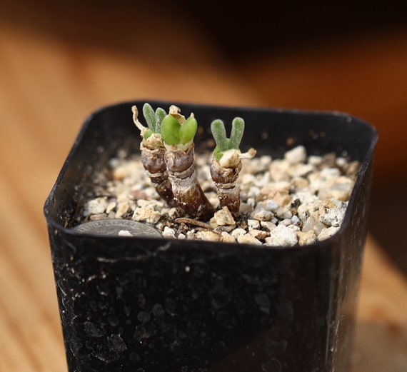 Plant Monilaria Obconica Etsy