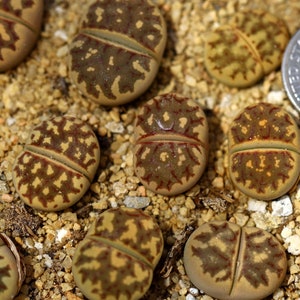 Plant -one- Lithops dorotheae C300