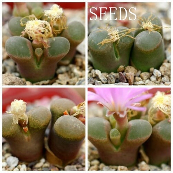 SEEDS - Ophthalmophyllum / Conophytum MIX 30seeds