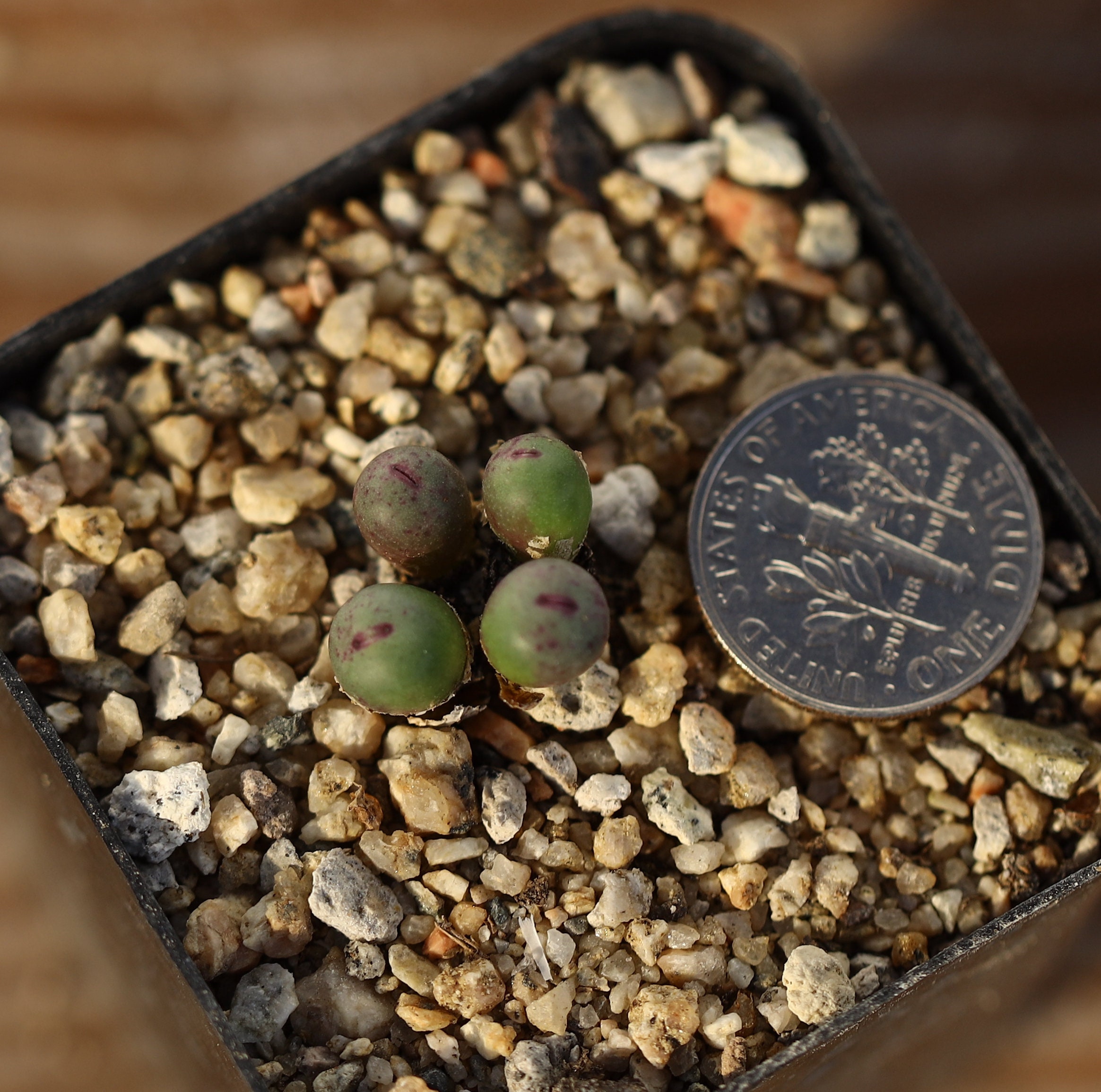 Conophytum pageae - Etsy 日本