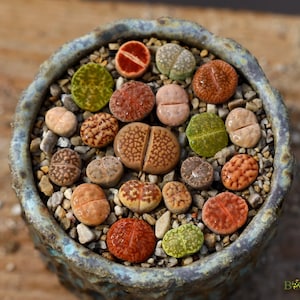 Plants - 1 - Randomly - Lithops 0.7” - Living Stone - Succulent - Mesembs