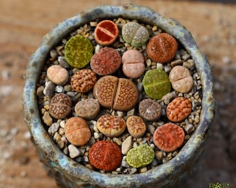 Plants - 1 - Randomly - Lithops 0.7” - Living Stone - Succulent - Mesembs