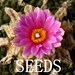 see more listings in the SEEDS section