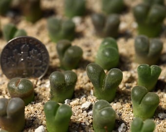 Plant -1- Conophytum/Ophthalmophyllum Hybrid