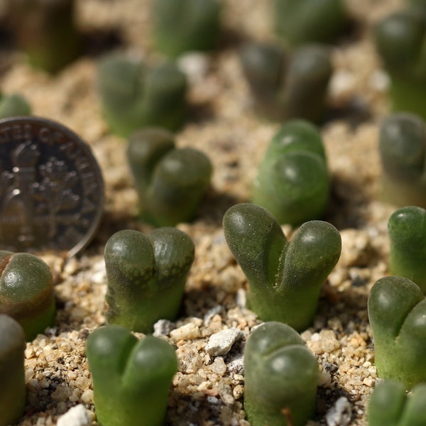 Plant -1- Conophytum/Ophthalmophyllum Hybrid