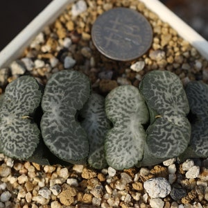 Plant-contains pot - Haworthia truncata