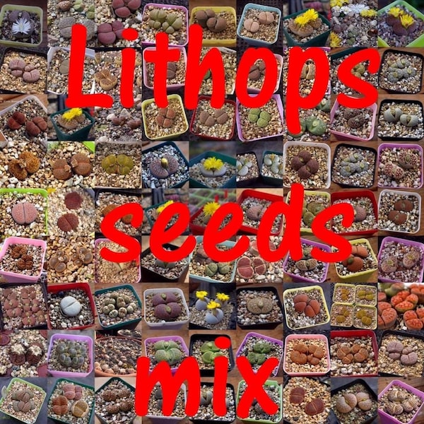 SEEDS -50-  Lithops MIX 50 seeds