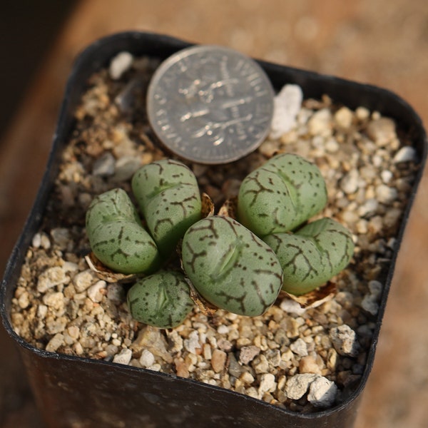 Plant-full pot- Conophytum minimum