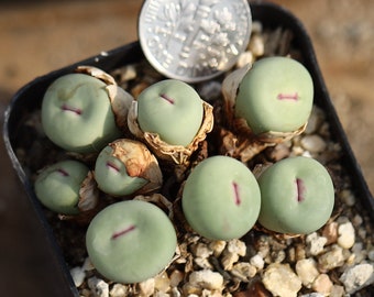 maceta llena de plantas-Conophytum pageae