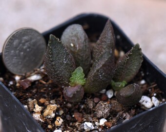 Plantas - Adromischus marianiae
