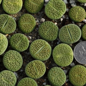 Plant -1- Lthops hookeri &#39;Annarosa&#39;